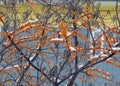 Yellow sea-buckthorn berries on a branch in winter Royalty Free Stock Photo