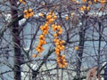 Yellow sea-buckthorn berries on a branch in winter Royalty Free Stock Photo