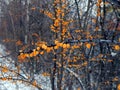 Yellow sea-buckthorn berries on a branch in winter Royalty Free Stock Photo