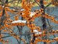 Yellow sea-buckthorn berries on a branch in winter Royalty Free Stock Photo