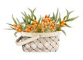 Yellow sea buckthorn berries on branches with leaves in wicker basket watercolor illustration. Fall harvest of Hippophae