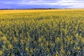 A yellow sea of canola fields in Edmonton, Alberta, Canada