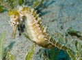 Yellow sea horse Royalty Free Stock Photo