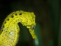 Yellow sea horse Royalty Free Stock Photo