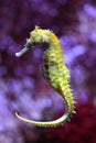 Yellow sea horse Royalty Free Stock Photo