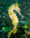 A Beautiful Yellow Sea Horse in West Palm Beach, Florida Royalty Free Stock Photo