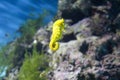 Yellow sea horse Royalty Free Stock Photo