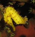 Yellow sea horse Royalty Free Stock Photo