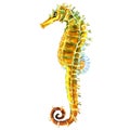 Yellow sea horse, seahorse isolated, watercolor illustration on white Royalty Free Stock Photo