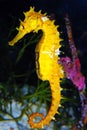 Yellow Sea Horse Royalty Free Stock Photo