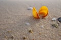 Yellow Sea Shell On The Golden Sand Of The Beack