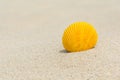 Yellow sea shell on the sand Royalty Free Stock Photo