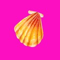 Yellow sea shell scallop