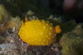 Yellow sea slug Royalty Free Stock Photo