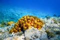 Yellow Sea Sponge, Bottom of Tropical Sea, Underwater