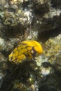 Yellow Sea Squirt, Polycarpa aurata, in Togian island Royalty Free Stock Photo