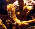 A Yellow Seahorse Hangs on to Hard Coral