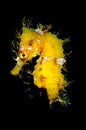 Yellow Seahorse, hippocampus hipocampus