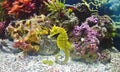 Yellow seahorse in a tank with colorful corals