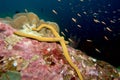 Yellow seastar in the similan islands, thailand