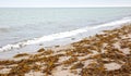 Yellow seaweed on a danish beach