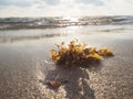 Seaweed on the sand beach with sunset light Royalty Free Stock Photo