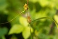 Yellow sedge Carex lepidocarpa