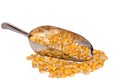 Yellow seed corn