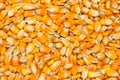 Yellow seed corn Royalty Free Stock Photo