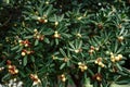 Yellow seed pods among the green foliage of the mock orange bush