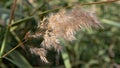 Yellow seeds of the giant river reed