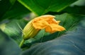 Yellow semi-opened pumpkin flower among broad green leaves. Close-up photo of the vegetable in natural conditions in the garden. Royalty Free Stock Photo