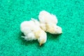 Yellow serama chicks on an artificial grass background. Royalty Free Stock Photo
