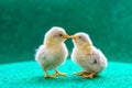 Yellow serama chicks on an artificial grass background. Royalty Free Stock Photo