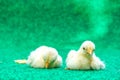 Yellow serama chicks on an artificial grass background. Royalty Free Stock Photo