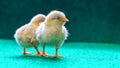 Yellow serama chicks on artificial grass background Royalty Free Stock Photo