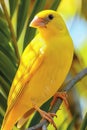 Yellow serinus canaria canary bird perched in captivity with avian features on blurred background Royalty Free Stock Photo