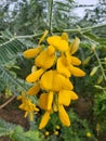 Sesbania flowers on the tree.