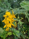 Sesbania flowers on the tree.