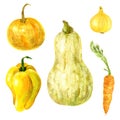 Set of five watercolor garden vegetables pumpkins, pepper, carrot and onion on white background