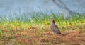 Yellow shafted flicker Colaptes auratus, on the ground hunting grubs.