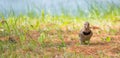 Yellow shafted flicker Colaptes auratus, on the ground hunting grubs.