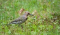 Yellow shafted flicker Colaptes auratus, on the ground hunting grubs.