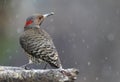 Yellow shafted flicker