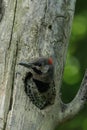 Yellow Shafted Flicker