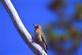 Yellow-shafted Northern Flicker  36783 Royalty Free Stock Photo