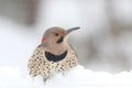 Northern Flicker in a Winter Snowstorm Royalty Free Stock Photo