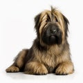 Yellow shaggy dog breed Briard portrait close-up, isolated on white, Royalty Free Stock Photo