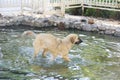 Yellow shaggy street dog swims in pool of water Royalty Free Stock Photo