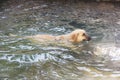 Yellow shaggy street dog swims in pool of water Royalty Free Stock Photo